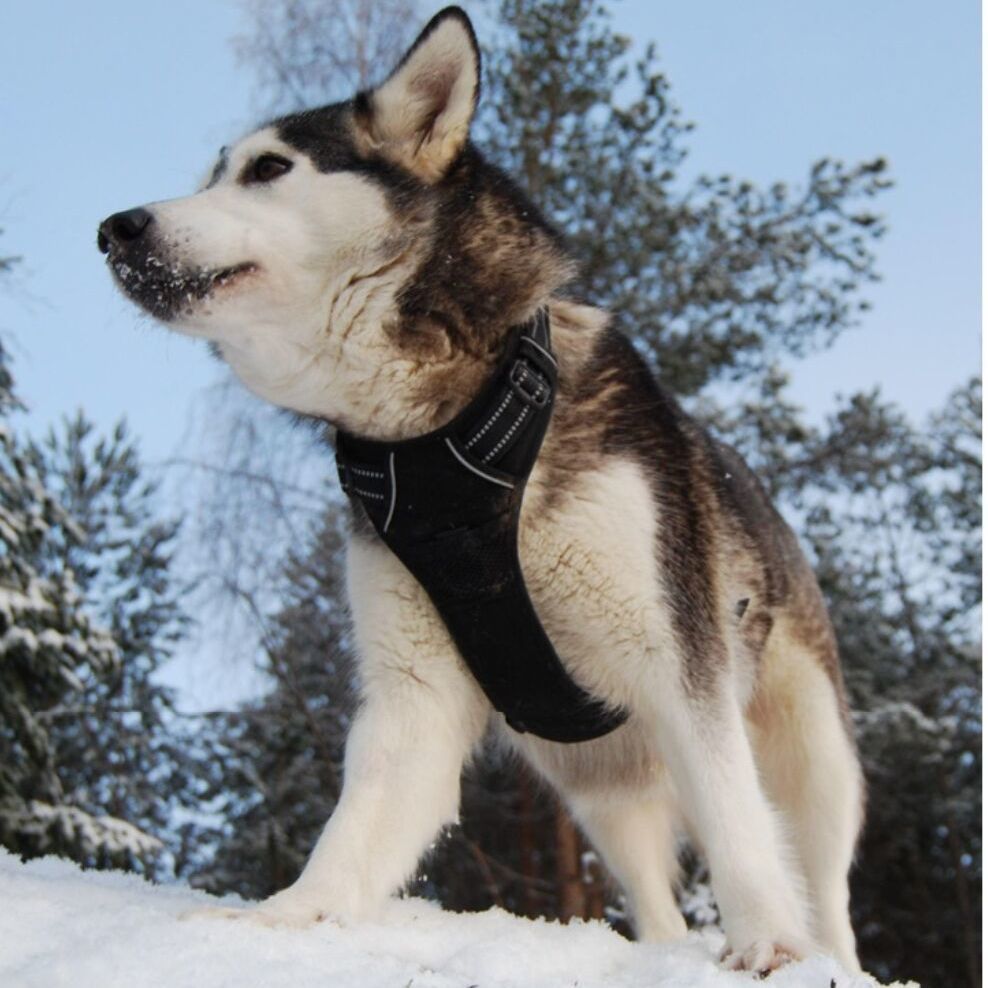 Explosion-Proof Dog Harness Vest — Breathable & Escape-Proof for All Breeds
